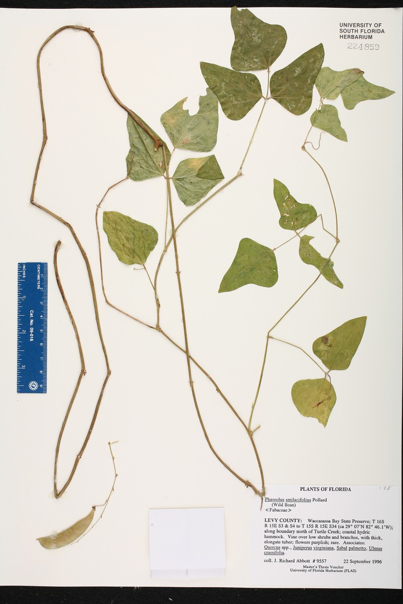 Phaseolus smilacifolius photo 6