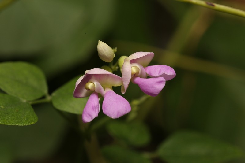 Phaseolus texensis