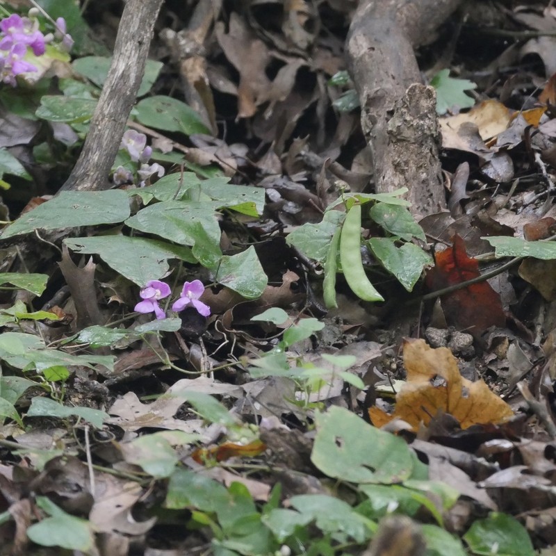 Phaseolus texensis photo 2