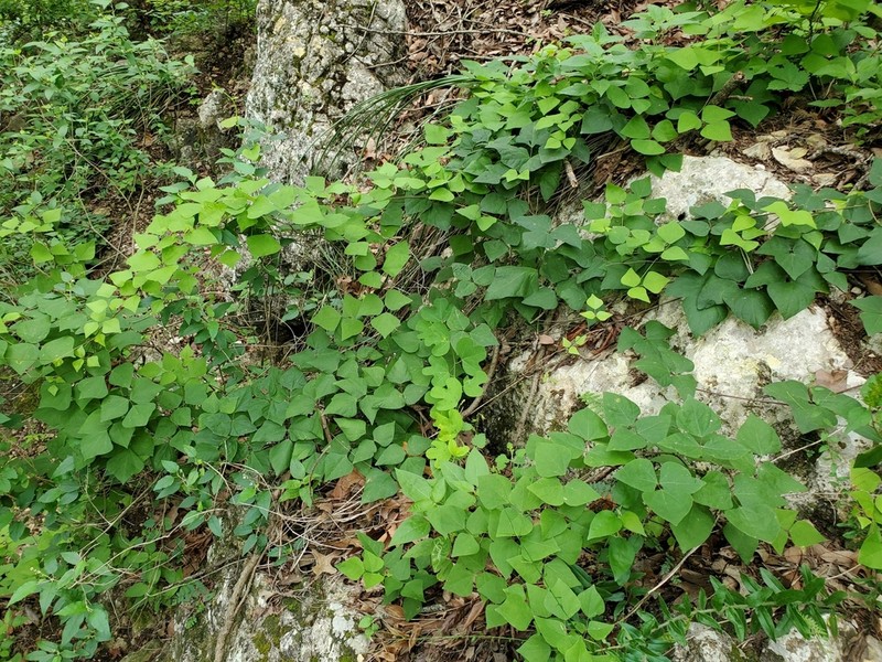 Phaseolus texensis photo 3