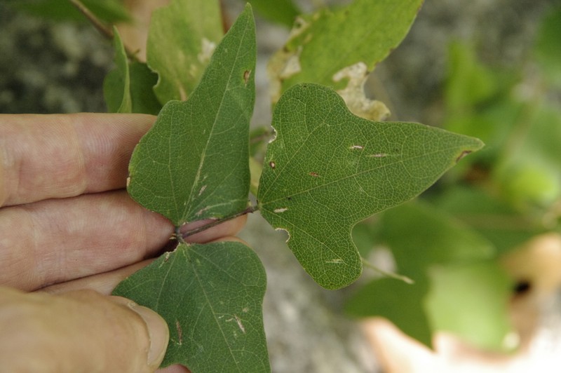 Phaseolus texensis photo 4