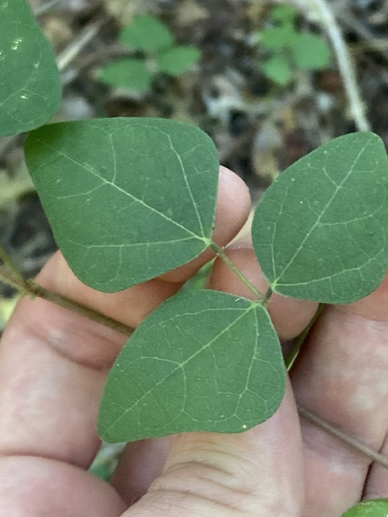 Phaseolus texensis photo 5
