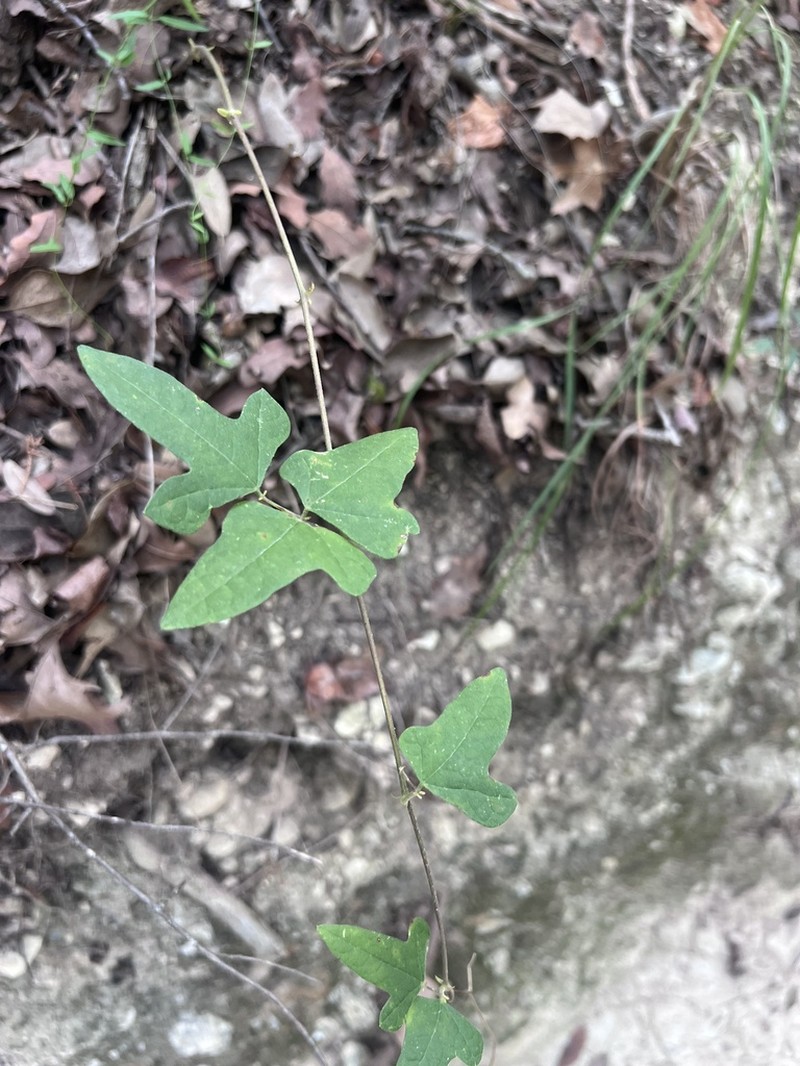 Phaseolus texensis photo 6