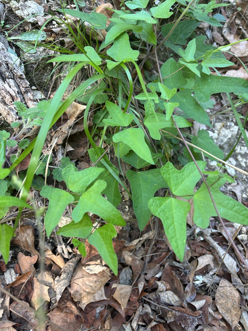 Phaseolus texensis photo 7