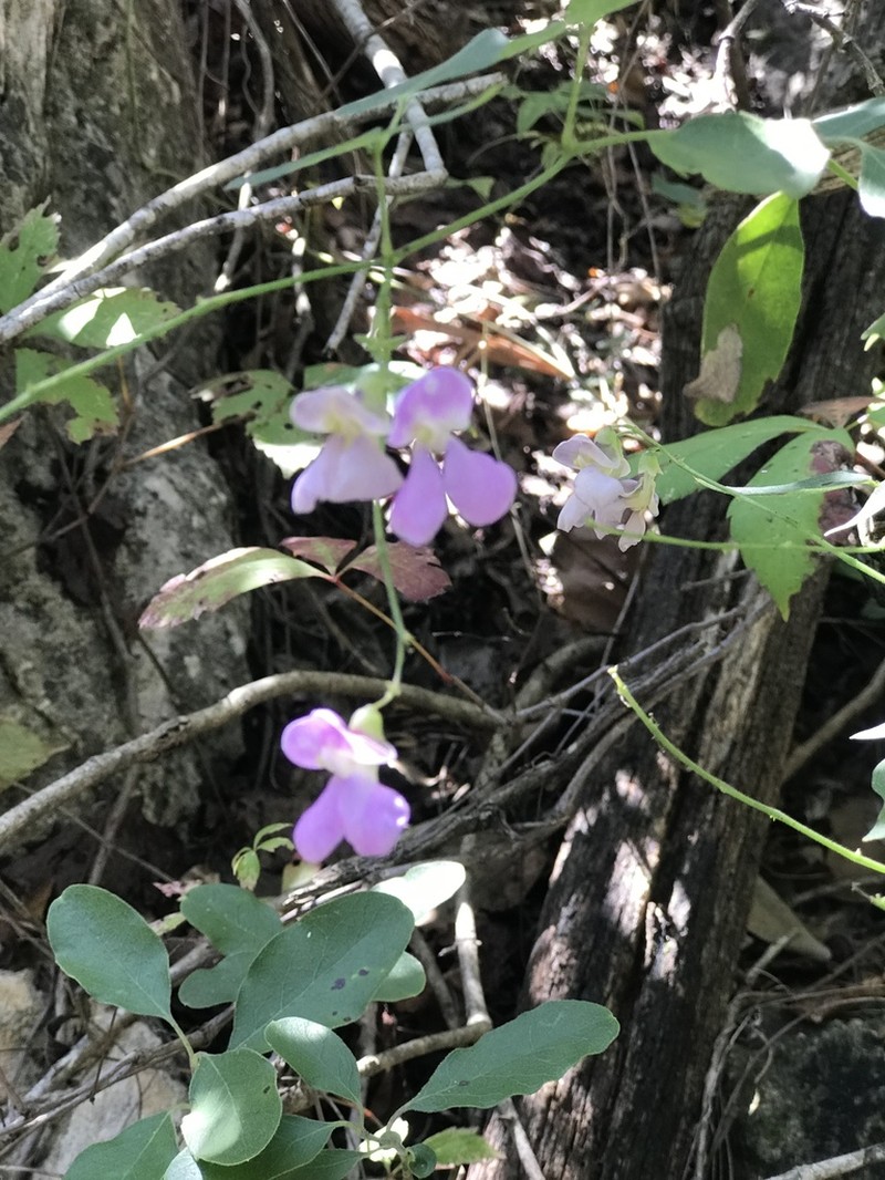Phaseolus texensis photo 8