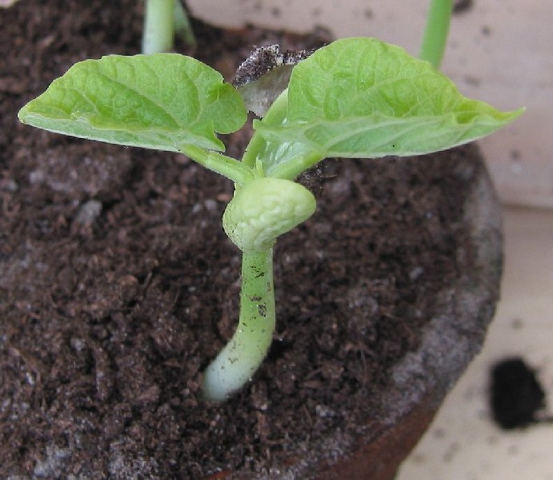 Kidney Bean photo 5