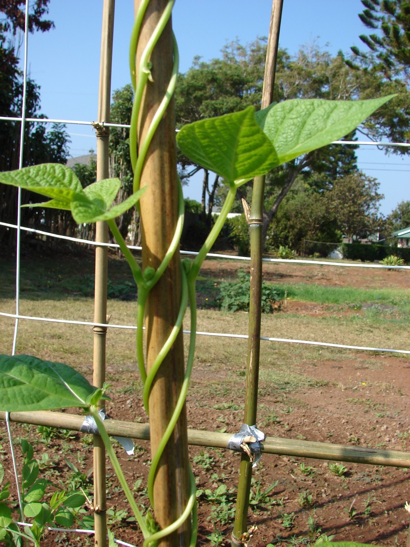 Kidney Bean photo 6