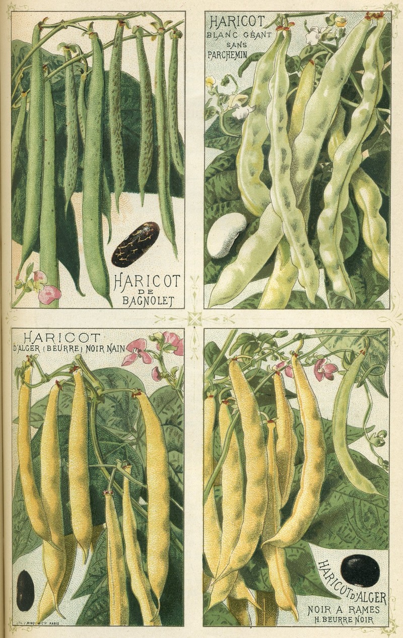 Kidney Bean photo 7
