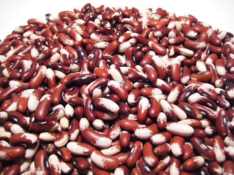 Kidney Bean photo 8