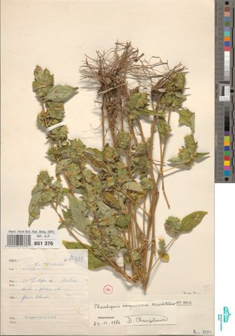 Phaulopsis aequivoca