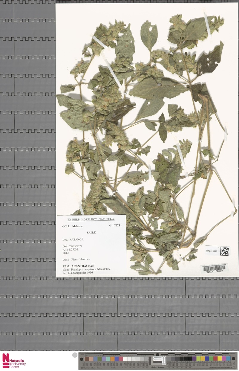 Phaulopsis aequivoca photo 2