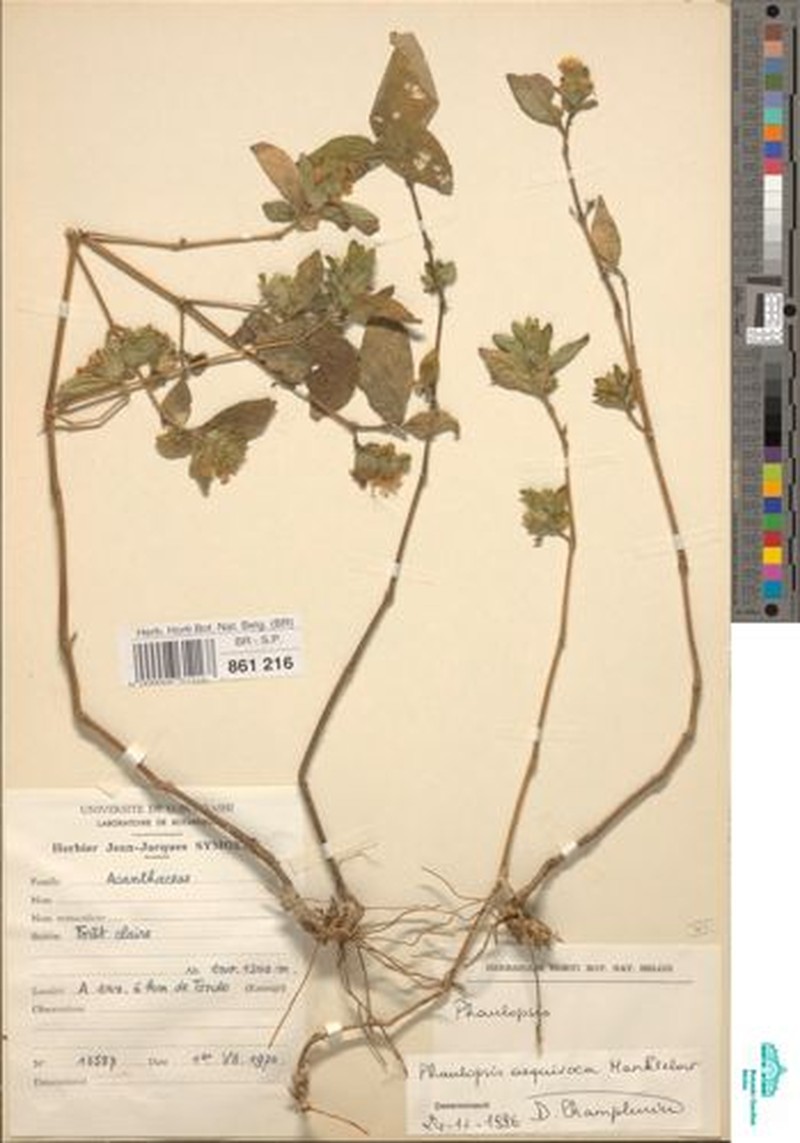 Phaulopsis aequivoca photo 3