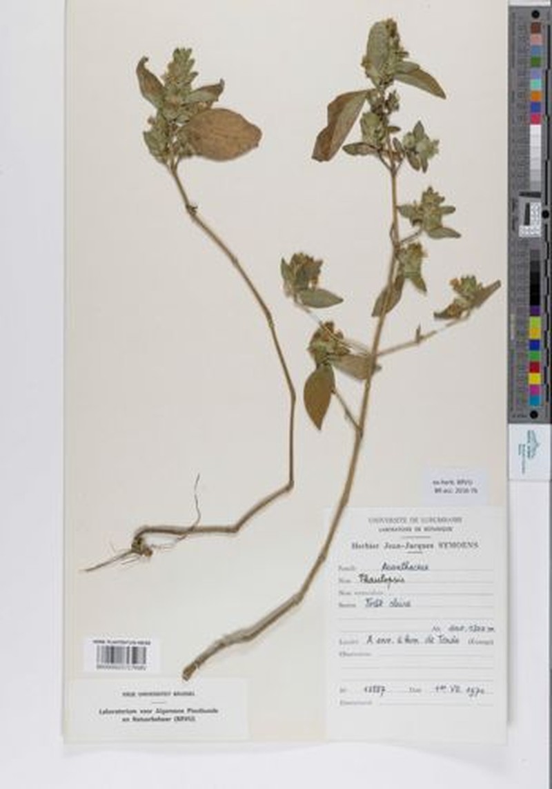 Phaulopsis aequivoca photo 4