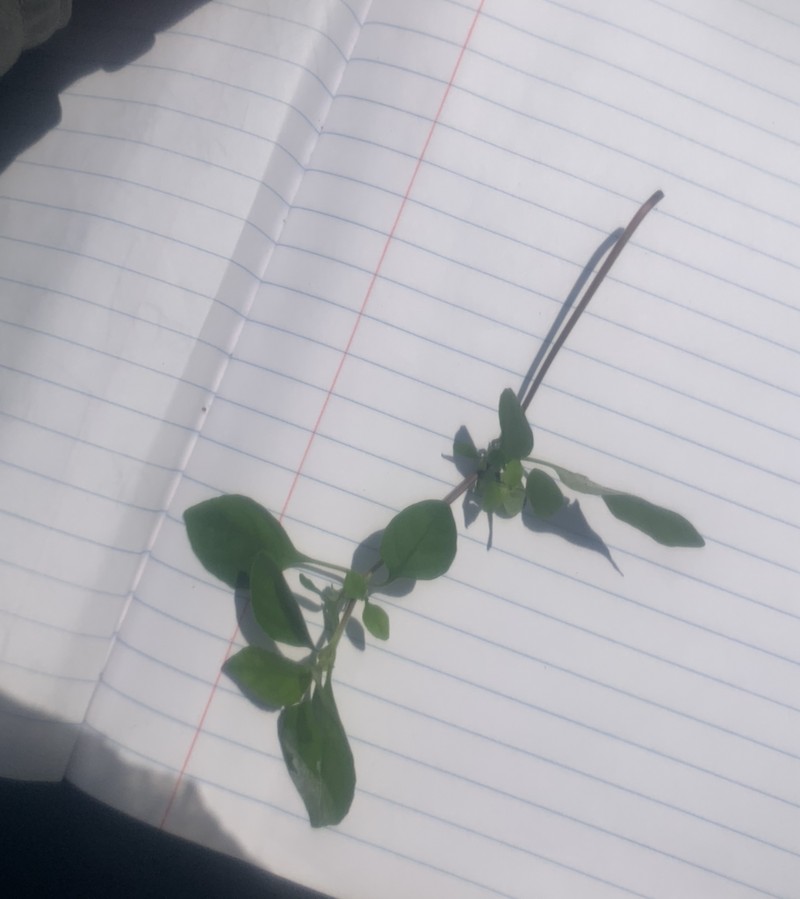 Phaulopsis angolana photo 3