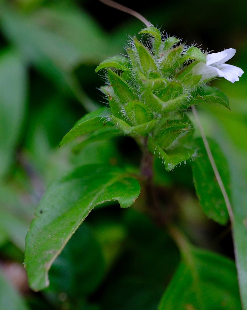 Phaulopsis angolana photo 4