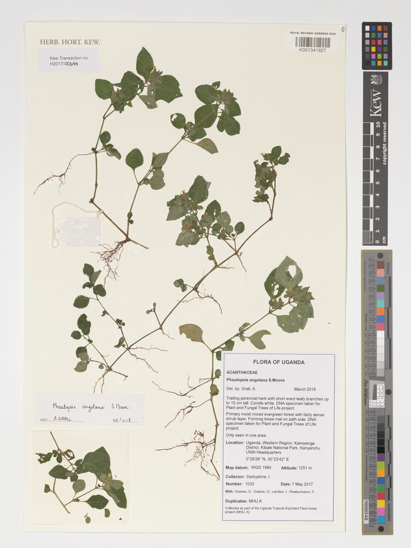 Phaulopsis angolana photo 5