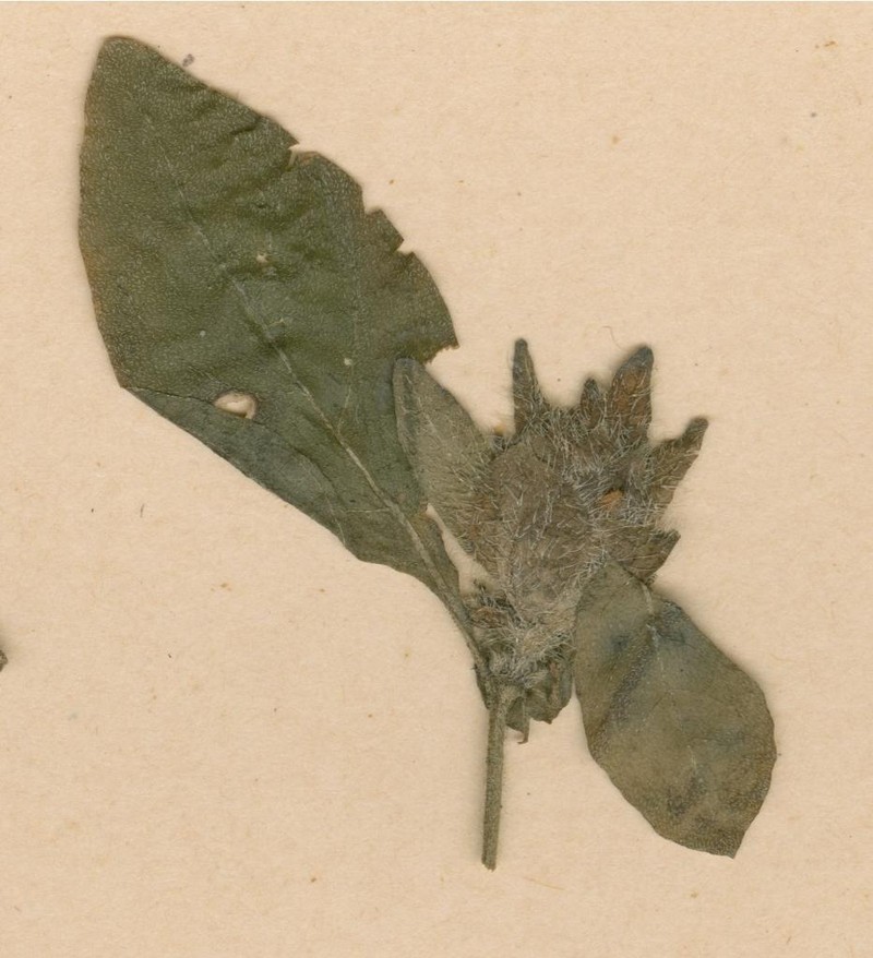 Phaulopsis angolana