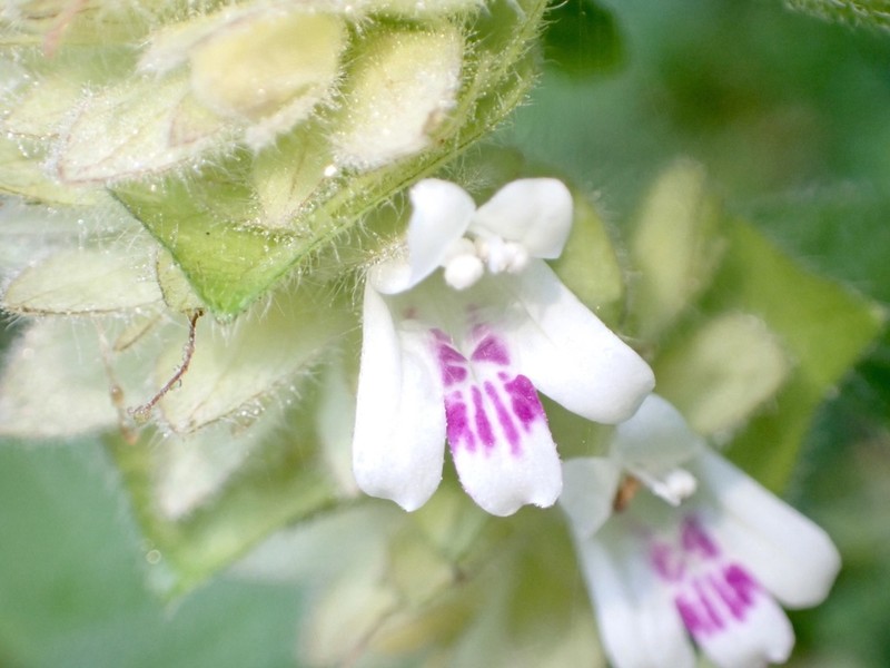 Phaulopsis barteri photo 2