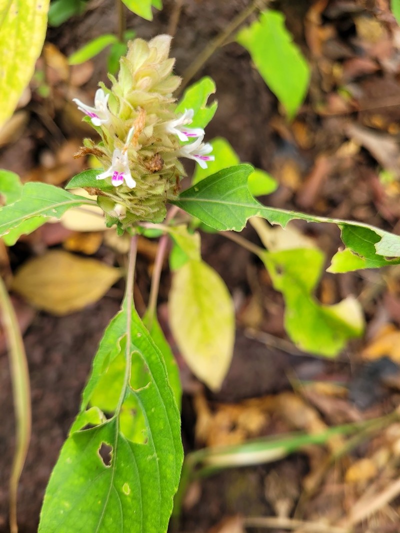 Phaulopsis barteri photo 3