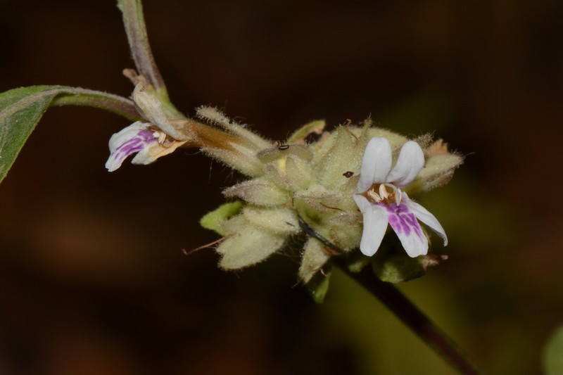 Phaulopsis barteri photo 4
