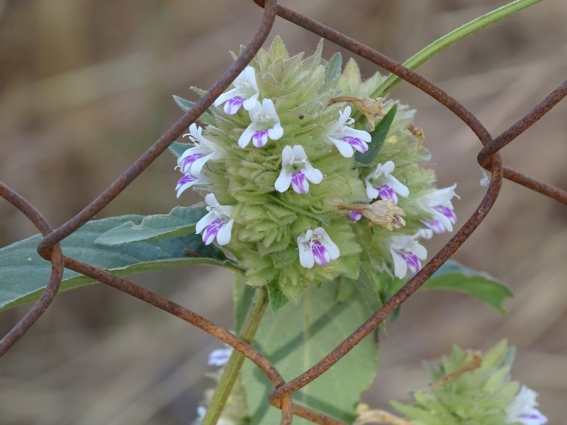 Phaulopsis barteri photo 6