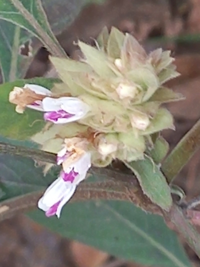 Phaulopsis barteri photo 7