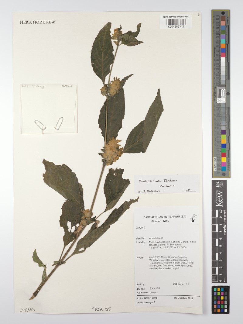 Phaulopsis barteri var. barteri
