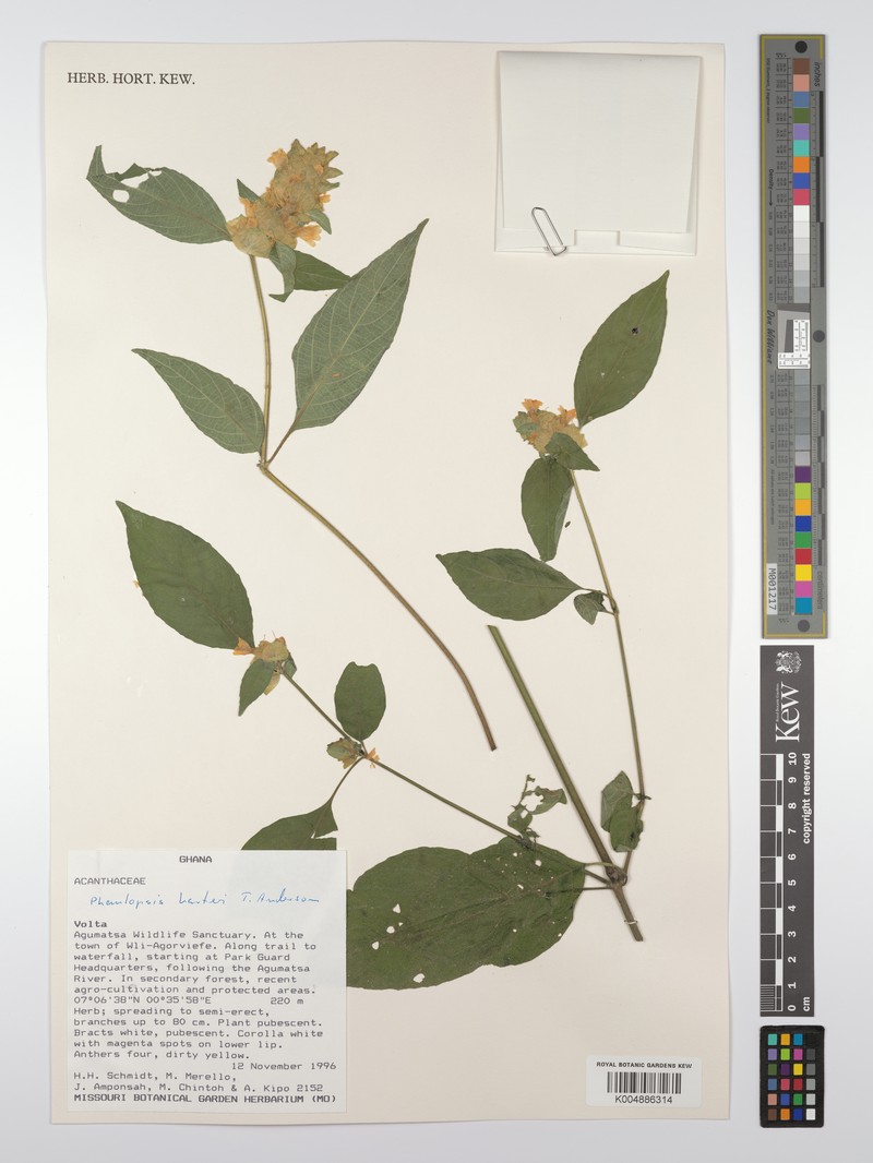Phaulopsis barteri var. barteri photo 2