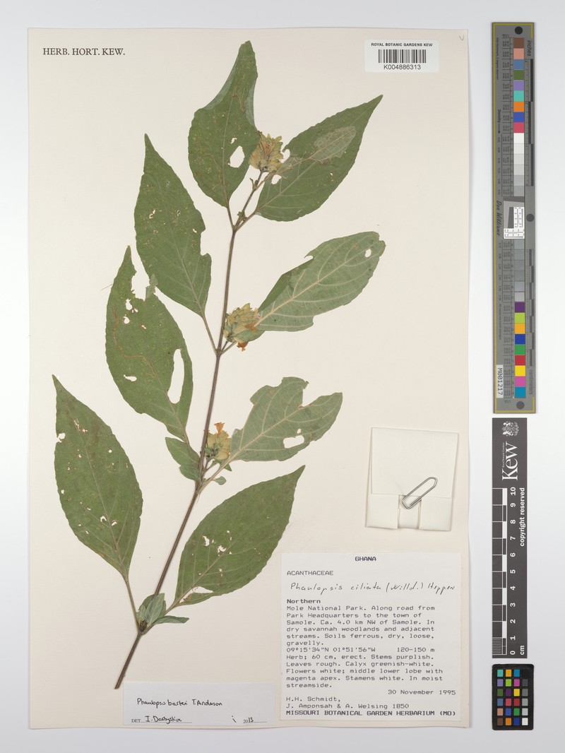 Phaulopsis barteri var. barteri photo 3
