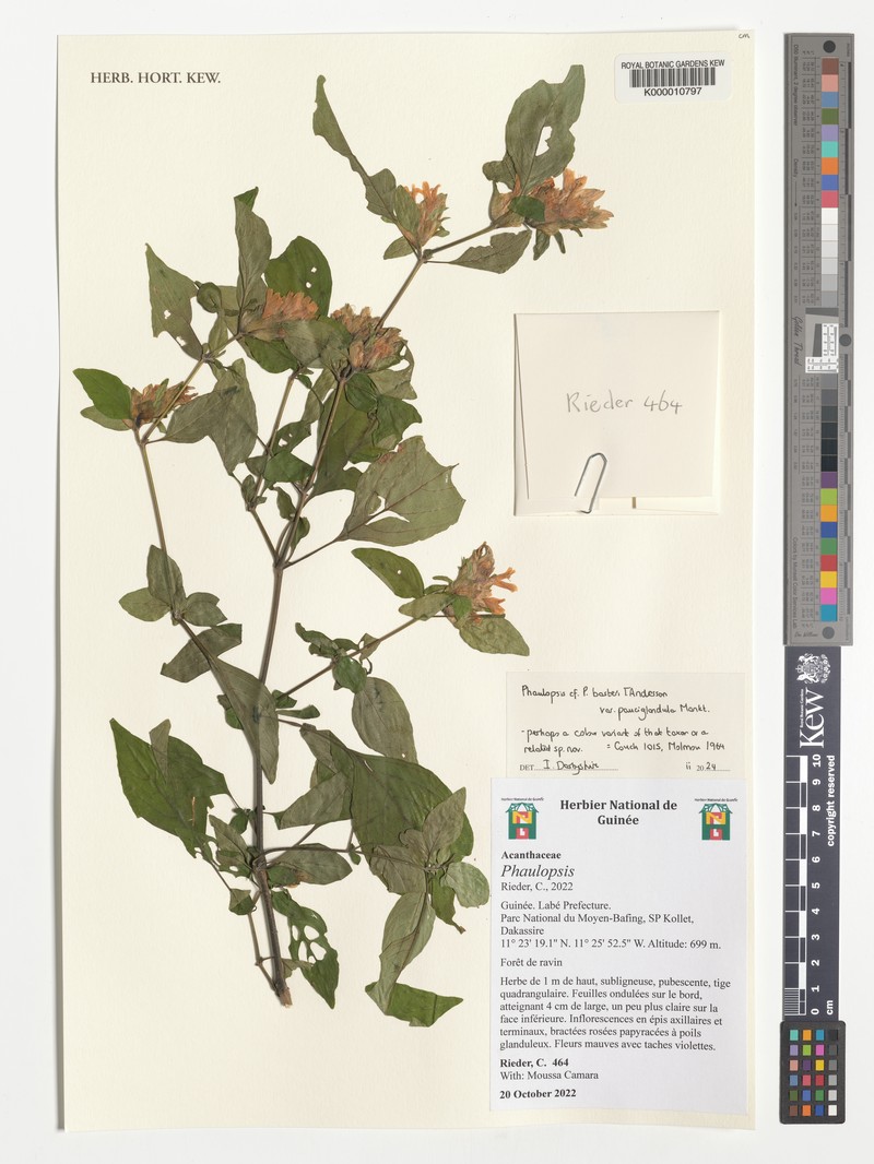 Phaulopsis barteri var. pauciglandula