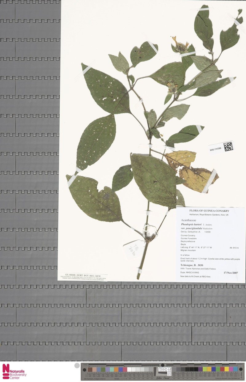 Phaulopsis barteri var. pauciglandula photo 2