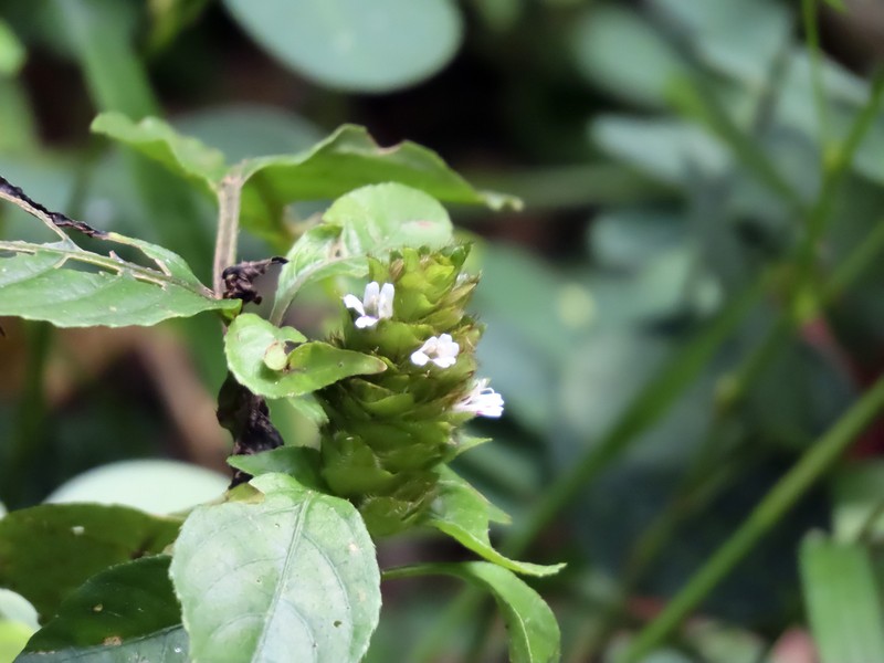 Phaulopsis ciliata
