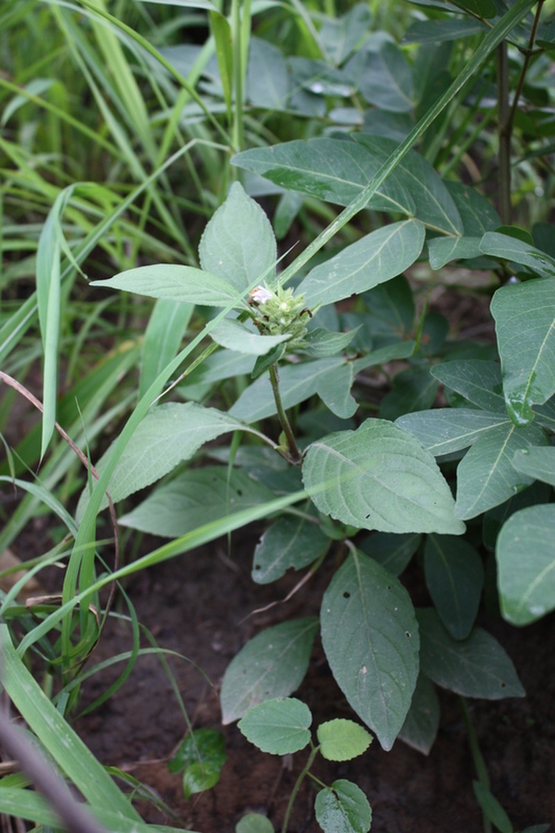 Phaulopsis ciliata photo 2