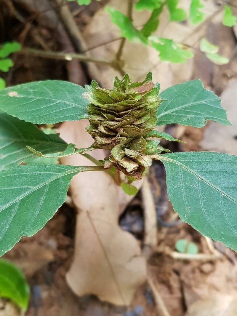 Phaulopsis ciliata photo 3