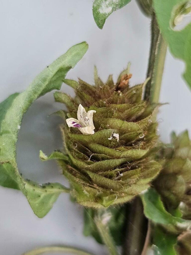 Phaulopsis ciliata photo 4