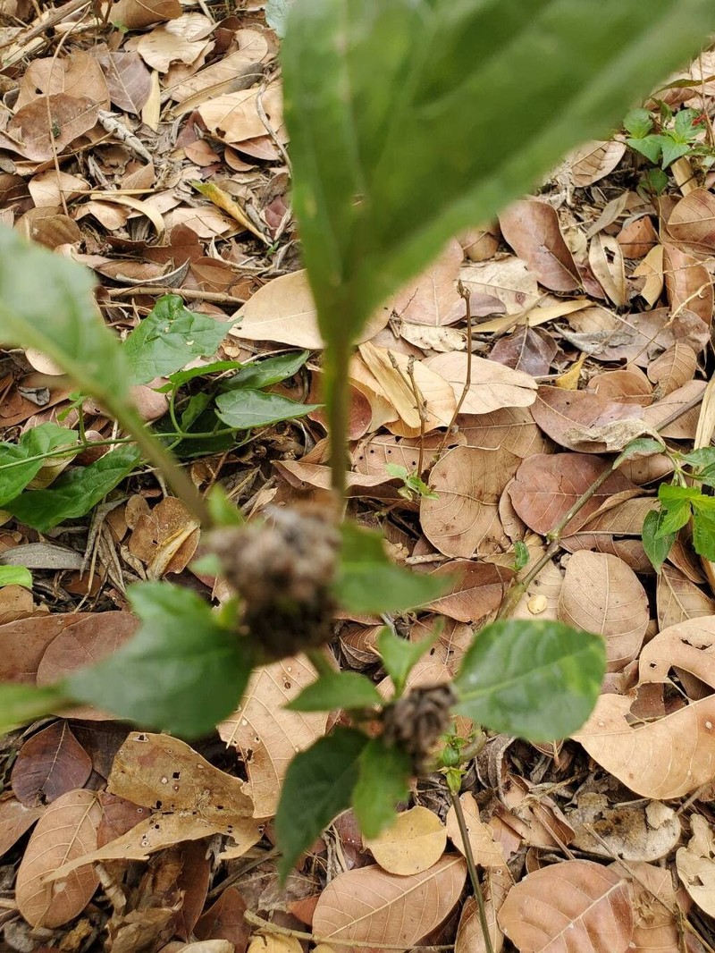 Phaulopsis ciliata photo 5