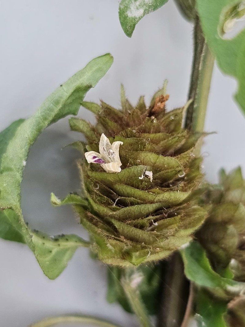 Phaulopsis ciliata photo 6
