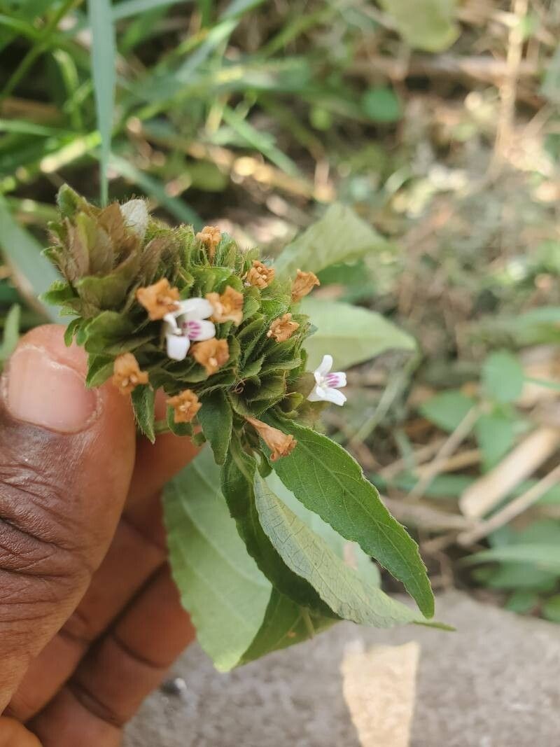 Phaulopsis ciliata photo 7