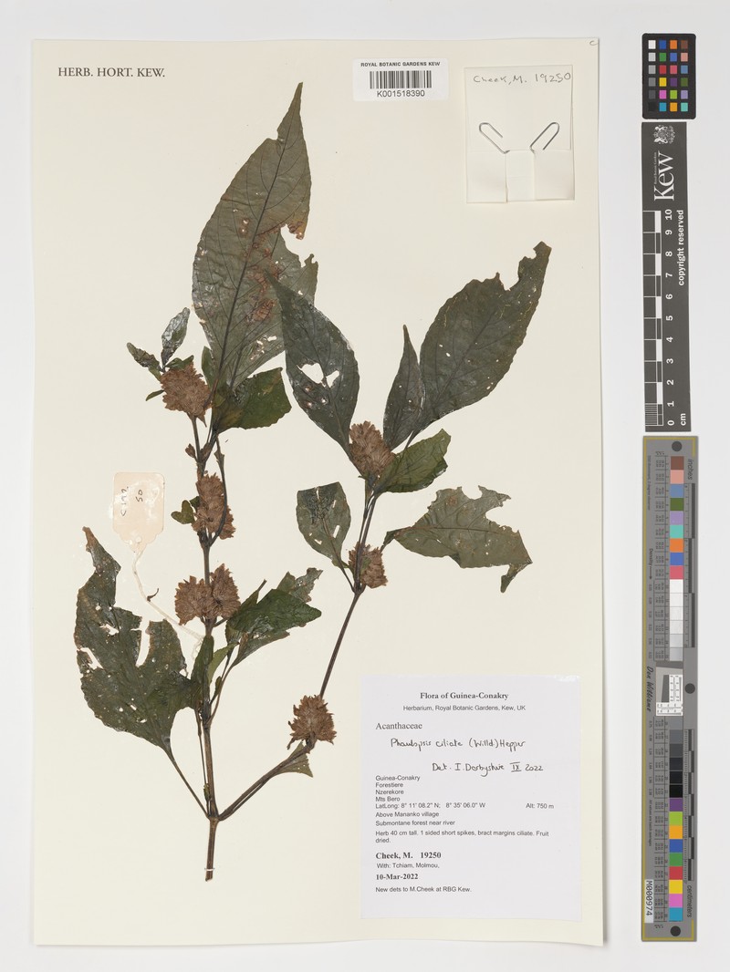 Phaulopsis ciliata photo 8