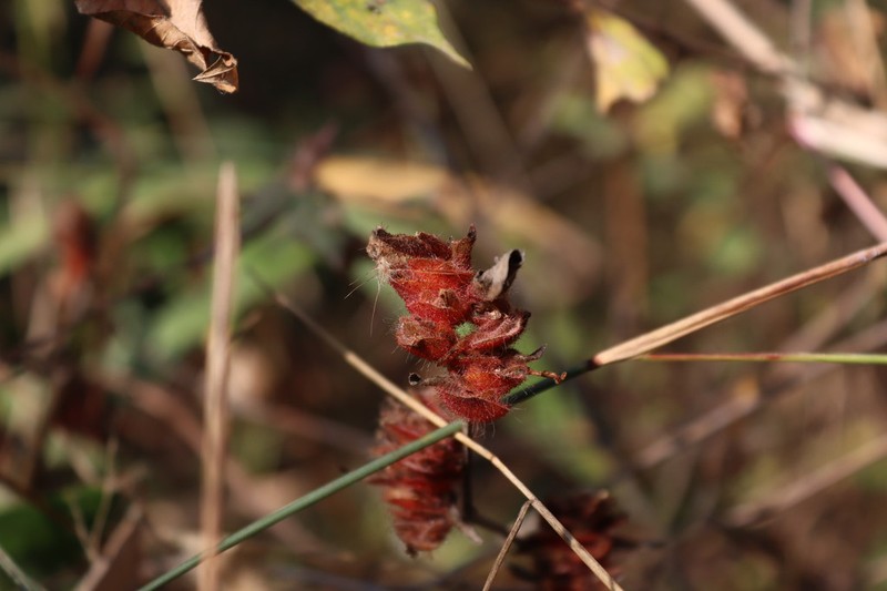 Phaulopsis dorsiflora