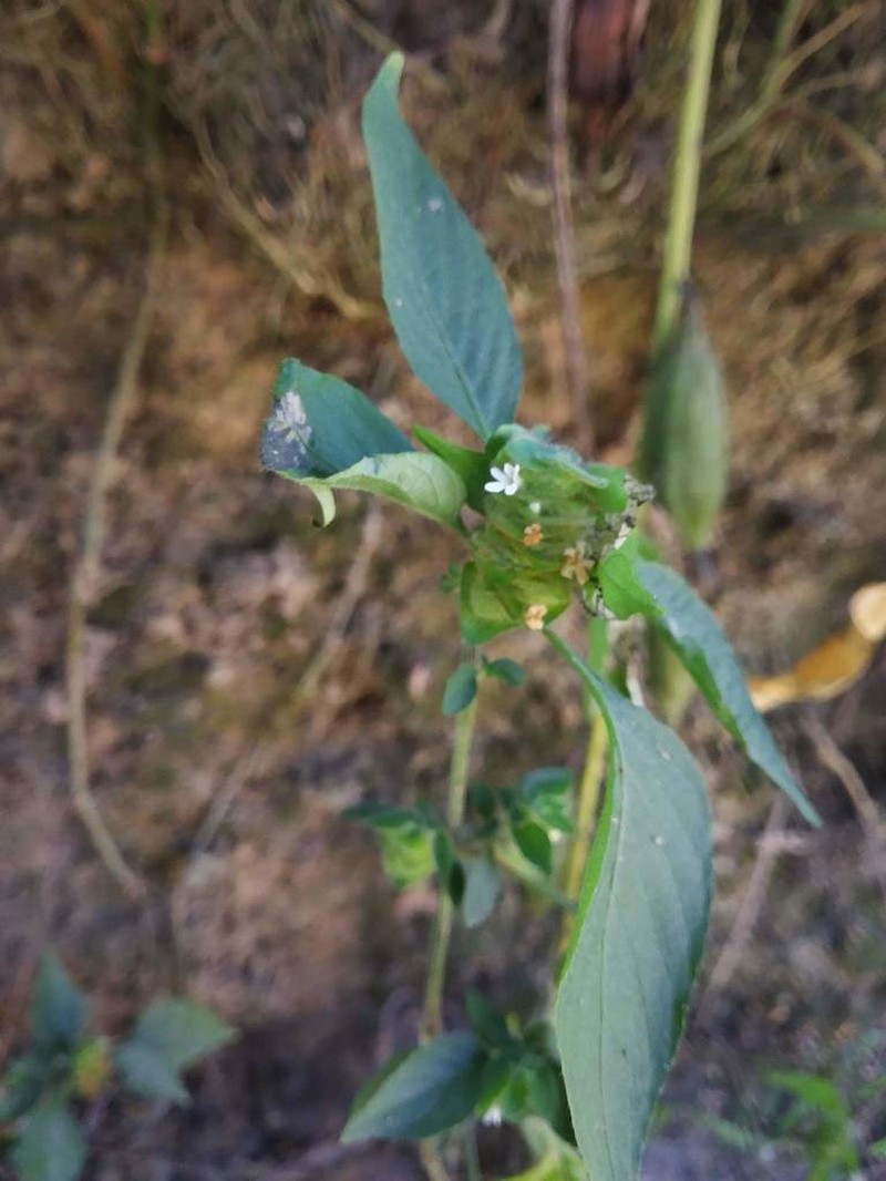 Phaulopsis dorsiflora photo 2