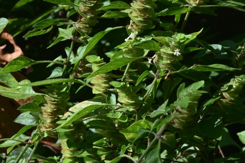 Phaulopsis dorsiflora photo 3