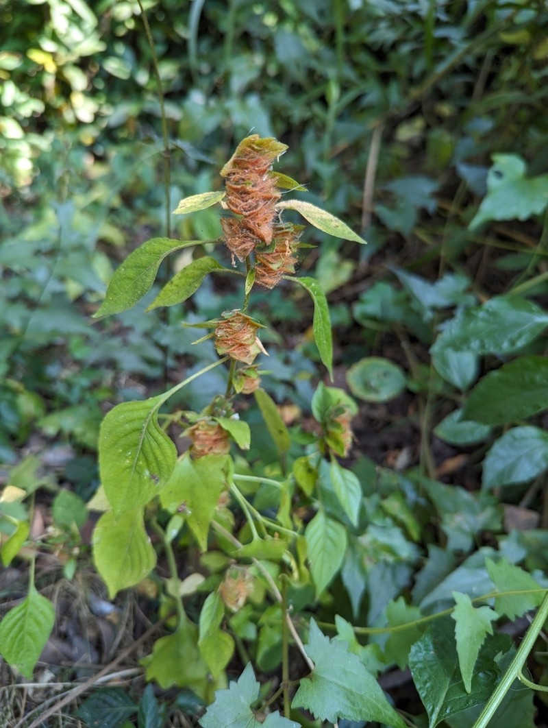 Phaulopsis dorsiflora photo 4