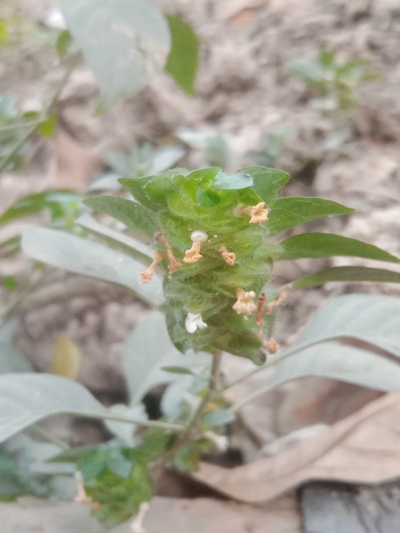 Phaulopsis dorsiflora photo 5