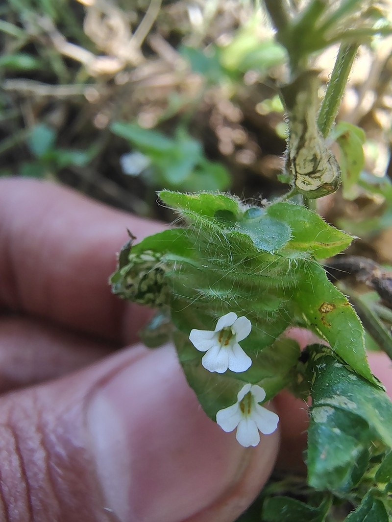 Phaulopsis dorsiflora photo 6