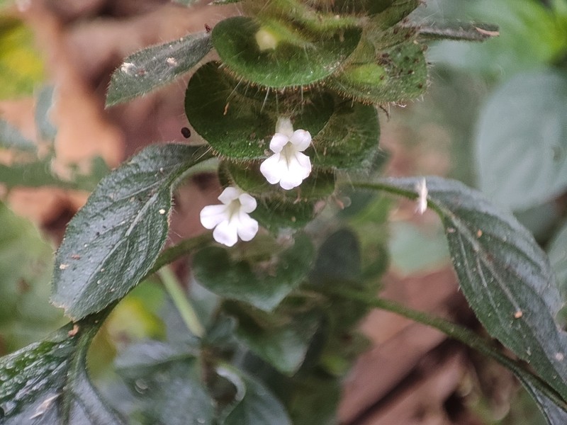 Phaulopsis dorsiflora photo 7