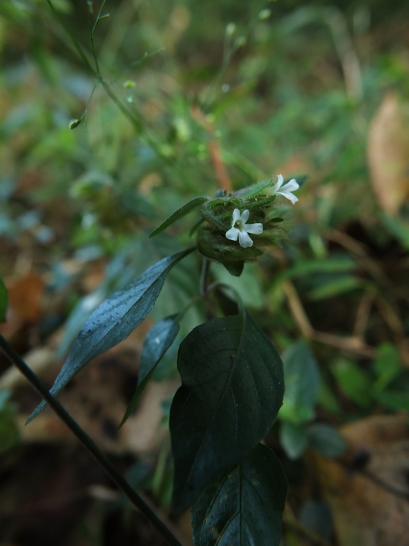 Phaulopsis dorsiflora photo 8