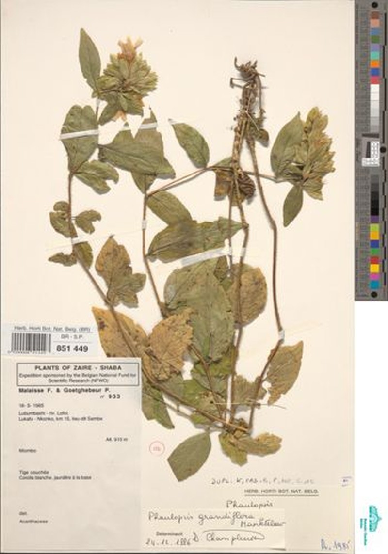 Phaulopsis grandiflora