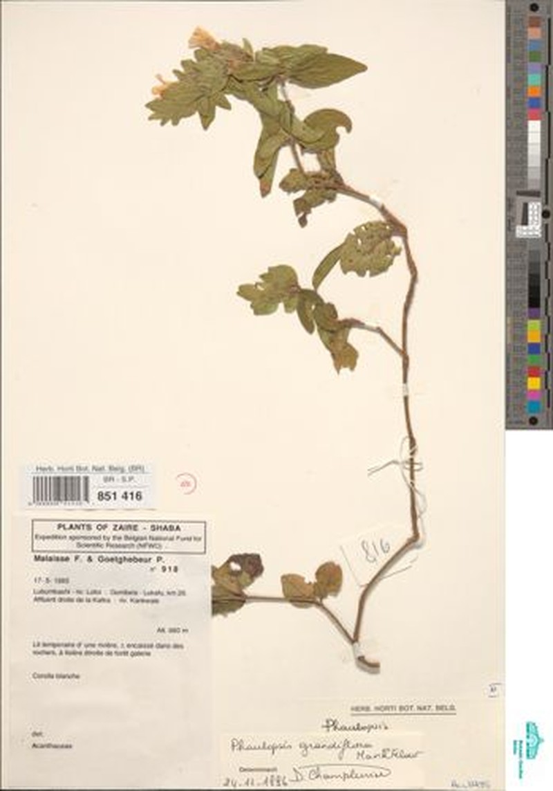 Phaulopsis grandiflora photo 2