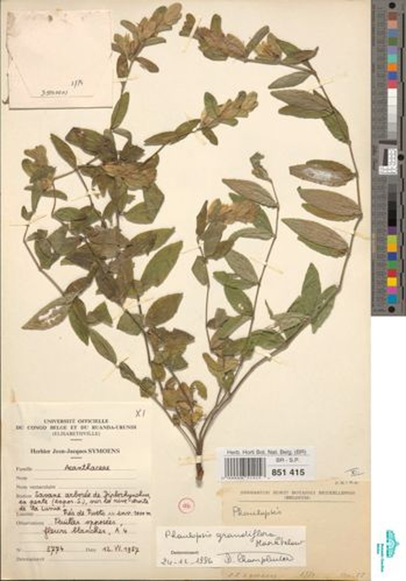 Phaulopsis grandiflora photo 3